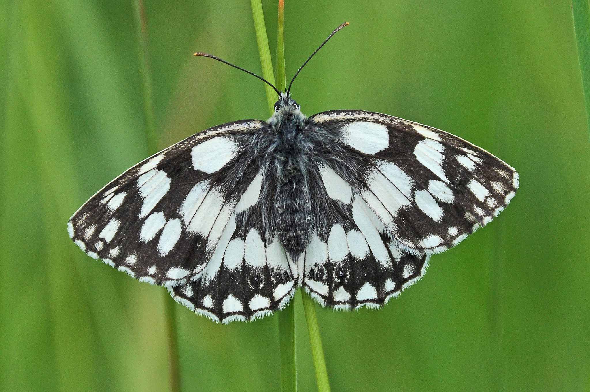 Image: The marbled white butterfly occurs in the south and north-east of England and has expanded its distribution in response to climate warming. Credit: Tim Melling/Butterfly Conservation